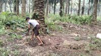 PT.panca surya Agrindo masih memperkerjakan anak" di bawah umur 17 tahun.kami menghimbau kepada pihak desnakker Rokan hulu agar segera di tindak lanjut kasus ini.ini pihak oknum oknum PT psa.kenapa anak anak membantu orang tua.meningat ada aturan yang tidak sesuai dari SOP pemanen..Kebun PT psa menambahkan kerja pemanen 5T.